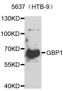 Invitrogen GBP1 Polyclonal Antibody 100 &mu;L; Unconjugated:Antibodies,