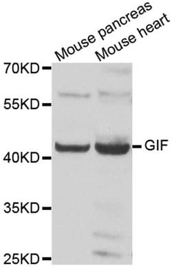 Invitrogen GIF Polyclonal Antibody 100 &mu;L; Unconjugated:Antibodies,