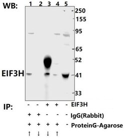 Invitrogen eIF3h Polyclonal Antibody 100 &mu;L; Unconjugated:Antibodies,
