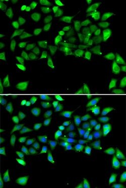Invitrogen eIF3h Polyclonal Antibody 100 &mu;L; Unconjugated:Antibodies,