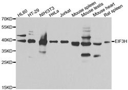 Invitrogen eIF3h Polyclonal Antibody 100 &mu;L; Unconjugated:Antibodies,