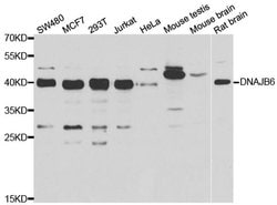 Invitrogen DNAJB6 Polyclonal Antibody 100 &mu;L; Unconjugated:Antibodies,