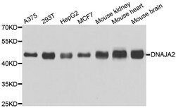 Invitrogen DNAJA2 Polyclonal Antibody 100 &mu;L; Unconjugated:Antibodies,