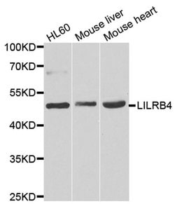 Invitrogen LILRB4 Polyclonal Antibody 100 &mu;L; Unconjugated:Antibodies,