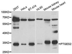 Invitrogen PTGES2 Polyclonal Antibody 100 &mu;L; Unconjugated:Antibodies,