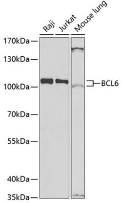 Invitrogen BCL6 Polyclonal Antibody 100 &mu;L; Unconjugated:Antibodies,