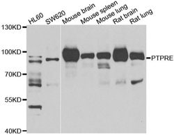 Invitrogen PTPRE Polyclonal Antibody 100 &mu;L; Unconjugated:Antibodies,