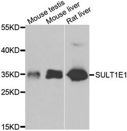 Invitrogen SULT1E1 Polyclonal Antibody 100 &mu;L; Unconjugated:Antibodies,