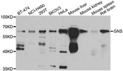 Invitrogen GNS Polyclonal Antibody 100 &mu;L; Unconjugated:Antibodies,