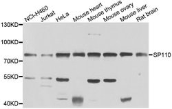 Invitrogen&trade;&nbsp;SP110 Polyclonal Antibody
