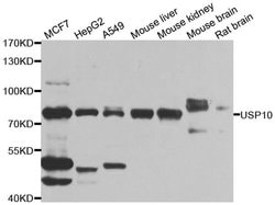 Invitrogen USP10 Polyclonal Antibody 100 &mu;L; Unconjugated:Antibodies,