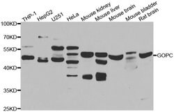 Invitrogen PIST Polyclonal Antibody 100 &mu;L; Unconjugated:Antibodies,