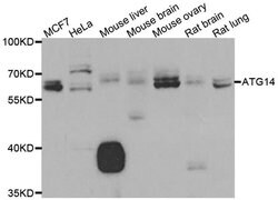 Invitrogen ATG14 Polyclonal Antibody 100 &mu;L; Unconjugated:Antibodies,