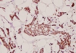 Invitrogen Heparin Cofactor II Polyclonal Antibody 100 &mu;L; Unconjugated:Antibodies,