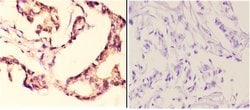 Invitrogen AMPK beta-1 Polyclonal Antibody 100 &mu;L; Unconjugated:Antibodies,