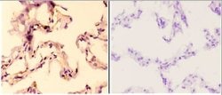 Invitrogen AMPK beta-1 Polyclonal Antibody 100 &mu;L; Unconjugated:Antibodies,