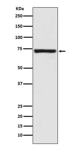 Invitrogen Mu-Calpain Polyclonal Antibody 100 &mu;L; Unconjugated:Antibodies,