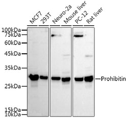 Invitrogen Prohibitin Polyclonal Antibody 100 &mu;L; Unconjugated:Antibodies,