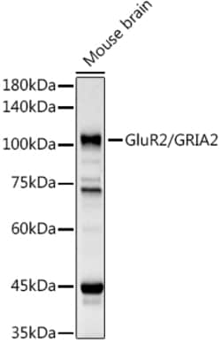 Invitrogen GluR2 Polyclonal Antibody 100 &mu;L; Unconjugated:Antibodies,