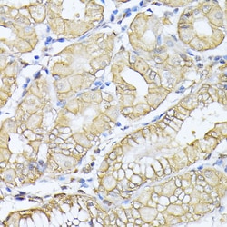 Invitrogen alpha-II Spectrin Polyclonal Antibody 100 &mu;L; Unconjugated:Antibodies,