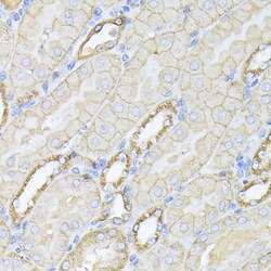 Invitrogen alpha-II Spectrin Polyclonal Antibody 100 &mu;L; Unconjugated:Antibodies,