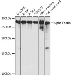 Invitrogen alpha-II Spectrin Polyclonal Antibody 100 &mu;L; Unconjugated:Antibodies,