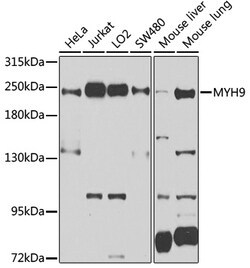 Invitrogen MYH9 Polyclonal Antibody 100 &mu;L | Buy Online | Invitrogen&trade; | Fisher Scientific