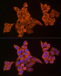 Invitrogen Caspase 8 Polyclonal Antibody 100 &mu;L; Unconjugated:Antibodies,