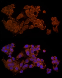 Invitrogen Caspase 8 Polyclonal Antibody 100 &mu;L; Unconjugated:Antibodies,