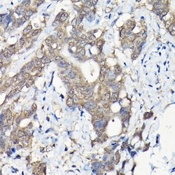 Invitrogen Caspase 8 Polyclonal Antibody 100 &mu;L; Unconjugated:Antibodies,