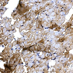 Invitrogen Caspase 8 Polyclonal Antibody 100 &mu;L; Unconjugated:Antibodies,