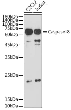 Invitrogen Caspase 8 Polyclonal Antibody 100 &mu;L; Unconjugated:Antibodies,