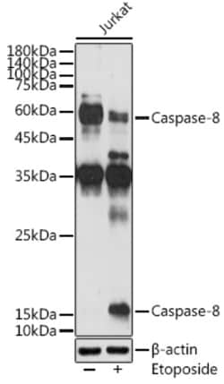 Invitrogen Caspase 8 Polyclonal Antibody 100 &mu;L; Unconjugated:Antibodies,