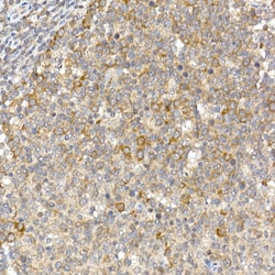 Invitrogen Caspase 12 Polyclonal Antibody 100 &mu;L; Unconjugated:Antibodies,