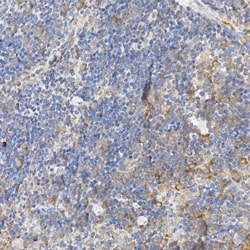 Invitrogen Caspase 12 Polyclonal Antibody 100 &mu;L; Unconjugated:Antibodies,