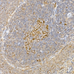 Invitrogen Caspase 12 Polyclonal Antibody 100 &mu;L; Unconjugated:Antibodies,