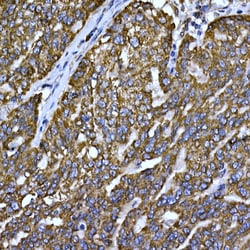 Invitrogen Cytochrome C Polyclonal Antibody 100 &mu;L; Unconjugated:Antibodies,