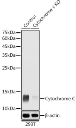 Invitrogen Cytochrome C Polyclonal Antibody 100 &mu;L; Unconjugated:Antibodies,