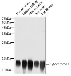 Invitrogen Cytochrome C Polyclonal Antibody 100 &mu;L; Unconjugated:Antibodies,