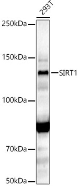 Invitrogen SIRT1 Polyclonal Antibody 100 &mu;L; Unconjugated:Antibodies,