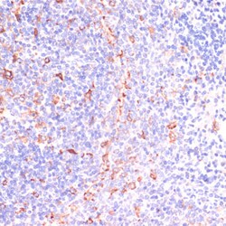 Invitrogen IKK epsilon Polyclonal Antibody 100 &mu;L; Unconjugated:Antibodies,