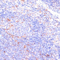 Invitrogen IKK epsilon Polyclonal Antibody 100 &mu;L; Unconjugated:Antibodies,