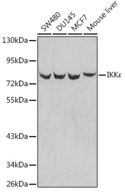 Invitrogen IKK epsilon Polyclonal Antibody 100 &mu;L; Unconjugated:Antibodies,