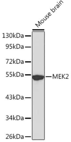 Invitrogen MEK2 Polyclonal Antibody 100 &mu;L; Unconjugated:Antibodies,