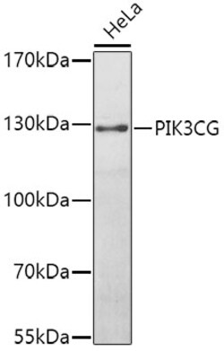 Invitrogen PIK3CG Polyclonal Antibody 100 &mu;L; Unconjugated:Antibodies,