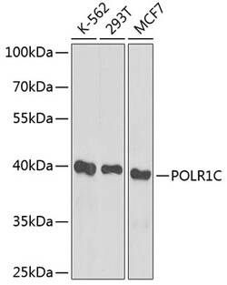 Invitrogen POLR1C Polyclonal Antibody 100 &mu;L; Unconjugated:Antibodies,