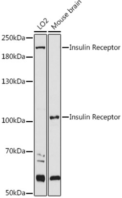 INSR Polyclonal Antibody, Invitrogen 100 &mu;L; Unconjugated:Antibodies,