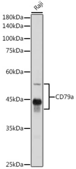 Invitrogen CD79a Polyclonal Antibody 100 μL; Unconjugated:Antibodies,