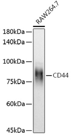 Invitrogen CD44 Polyclonal Antibody 100 &mu;L; Unconjugated:Antibodies,