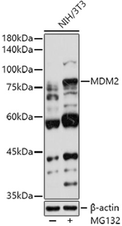 Invitrogen MDM2 Polyclonal Antibody 100 &mu;L; Unconjugated:Antibodies,
